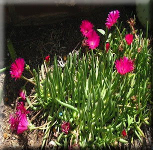 Winter Bloomers